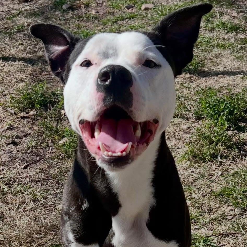 Photo of Tux (Silko), adoptable Terrier, Pit Bull / Mix in Weatherford, Texas