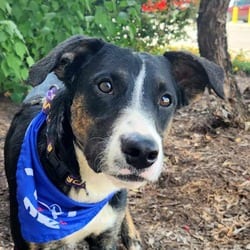 Photo of Doc JuM, adoptable Plott Hound Shepherd (Unknown Type) in Hartford, Connecticut