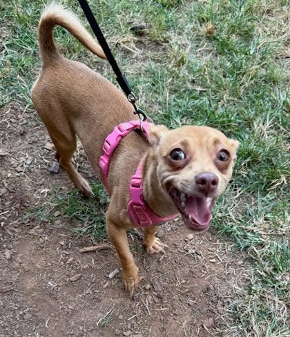 Photo of Divani, adoptable dog in Chamblee, Georgia
