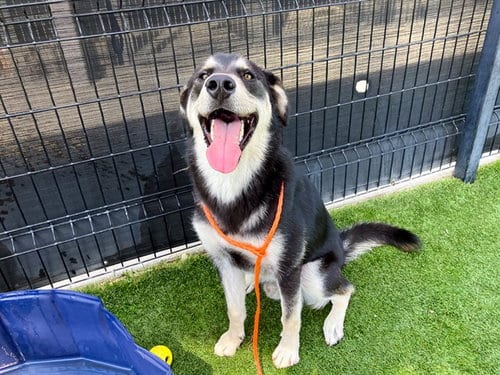 Photo of Roman, adoptable German Shepherd Dog in Orange, California