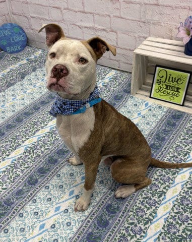 Photo of Royal King, adoptable American Staffordshire Terrier in Detroit, Michigan
