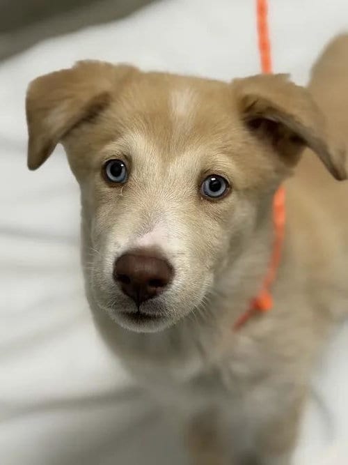 Photo of Griffin, adoptable Siberian Husky in Las Vegas, Nevada