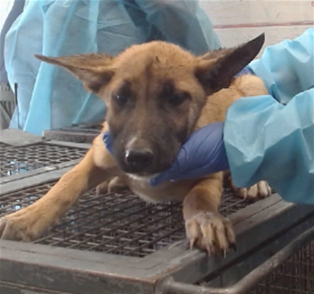Photo of Senior Shepherd, adoptable Shepherd in Devore, California
