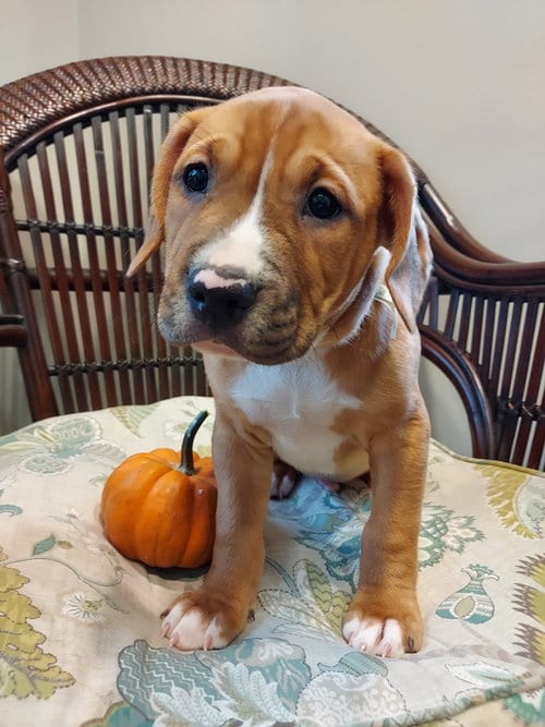 Photo of Kai, adoptable Labrador Retriever in Herndon, Virginia