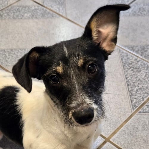 Photo of Sprig, adoptable Jack Russell Terrier in Normal, Illinois