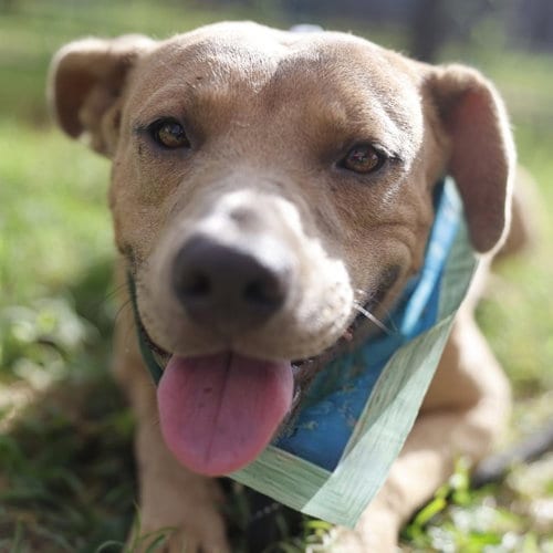 Photo of Bandido, adoptable American Staffordshire Terrier in San Antonio, Texas