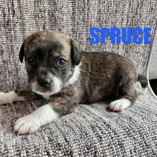 Photo of Spruce, adoptable Chihuahua in Spring Lake, North Carolina