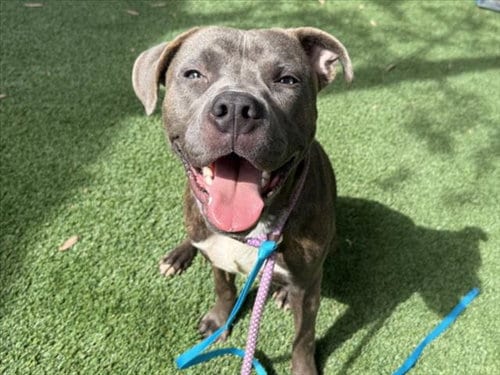 Photo of Blue, adoptable Staffordshire Bull Terrier in Los Angeles, California