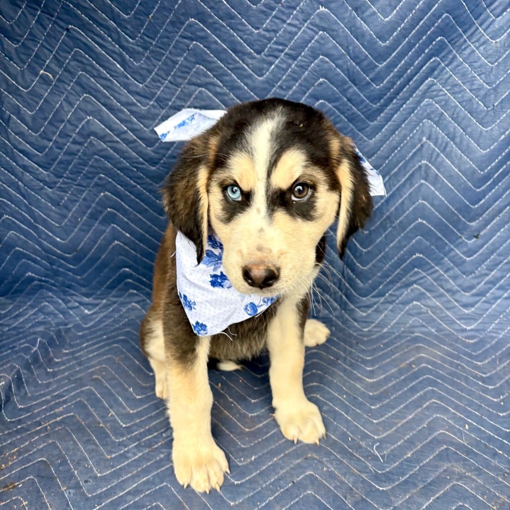 Photo of Walnut, adoptable Mixed Breed (Medium) in Oklahoma-based; Northeast placements, Oklahoma