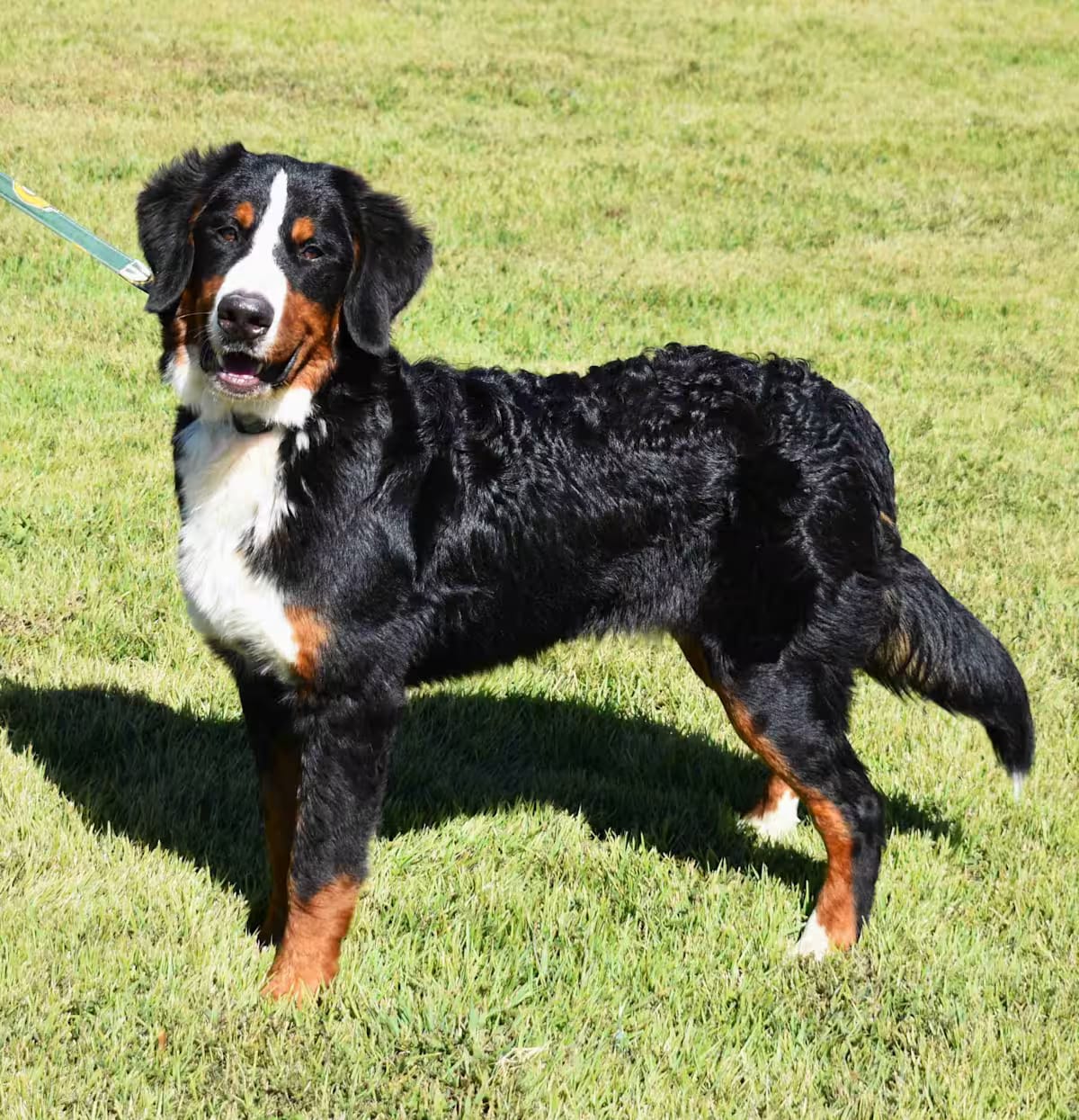 Photo of Bernie, adoptable Bernese Mountain Dog in Searcy, Arkansas
