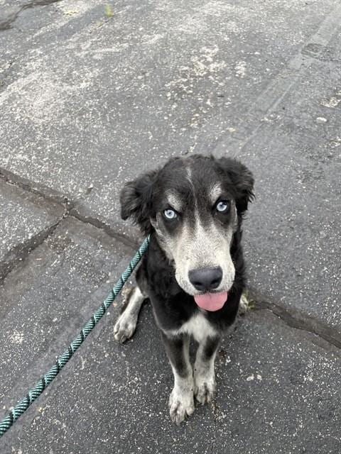 Photo of Max, adoptable Siberian Husky in Lee's Summit, Missouri