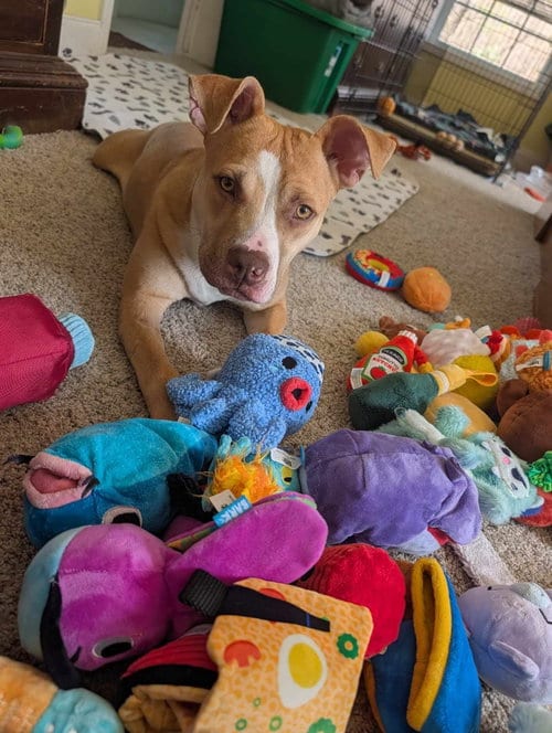Photo of Marley, adoptable Pit Bull Terrier in Murfreesboro, North Carolina