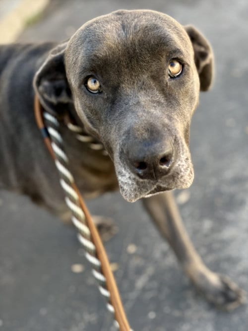 Photo of Bella, adoptable Cane Corso Mastiff in Los Angeles, California
