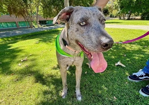 Photo of Piggy, adoptable Pit Bull Terrier in Bakersfield, California