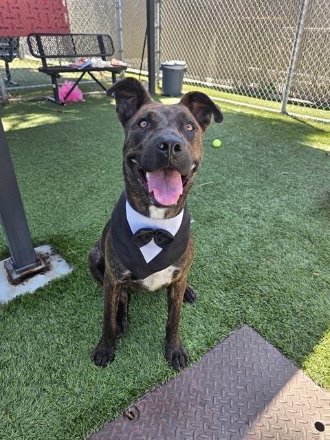 Photo of Snickers, adoptable Pit Bull Terrier in Downey, California