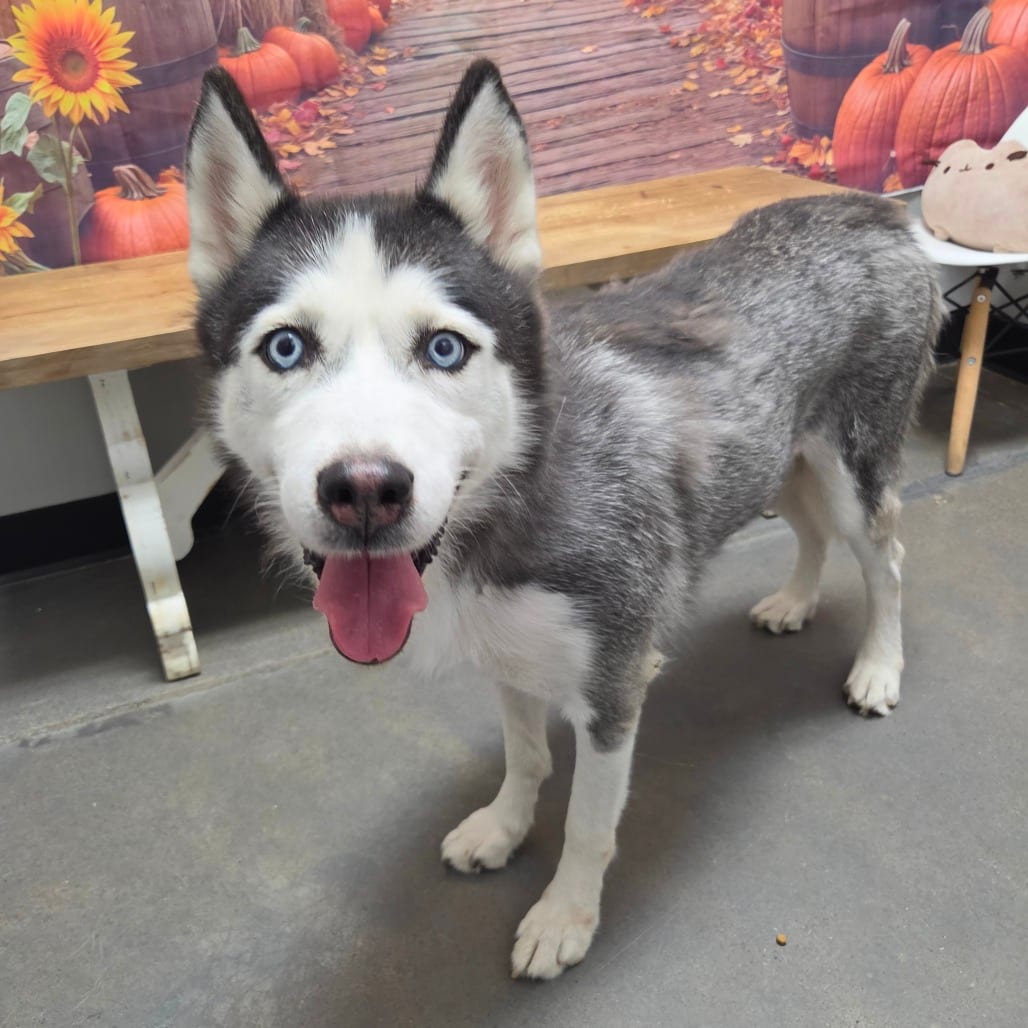 Photo of Lady Bug, adoptable Husky, Siberian in Normal, Illinois