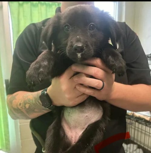Photo of Opal (NY-Sarah), adoptable Newfoundland Dog in SHERBURNE, New York