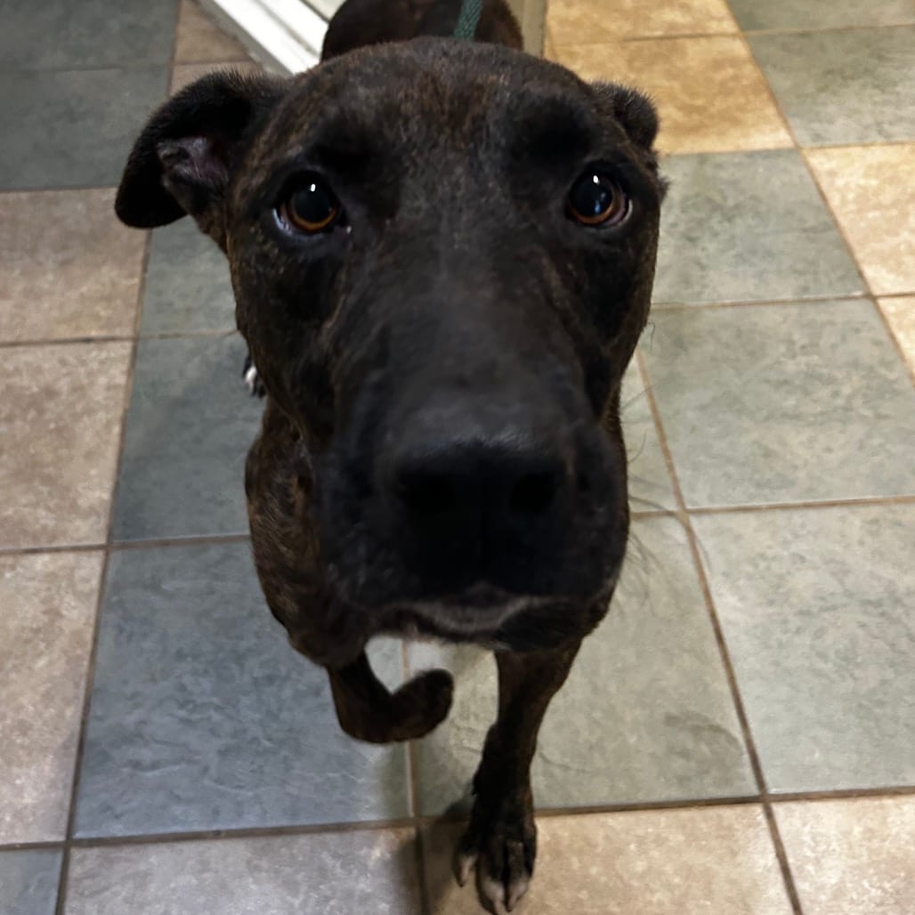 Photo of Van Halen, adoptable Mixed Breed (Medium) in Chattanooga, Tennessee