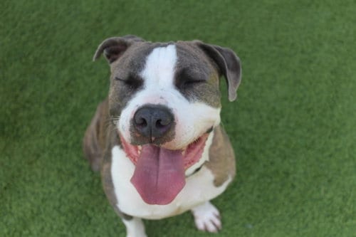 Photo of Chubbs, adoptable Pit Bull Terrier in Chestertown, Maryland