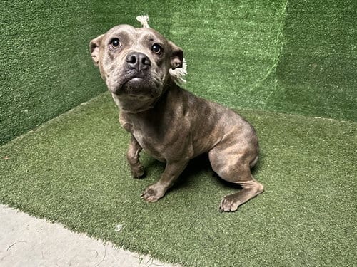 Photo of Beverly, adoptable Pit Bull Terrier in Lancaster, California