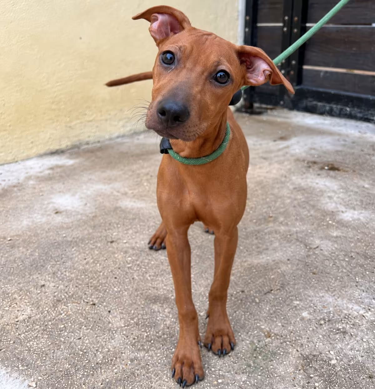 Photo of Fanny, adoptable Vizsla/Hound (Unknown Type) in New York, New York