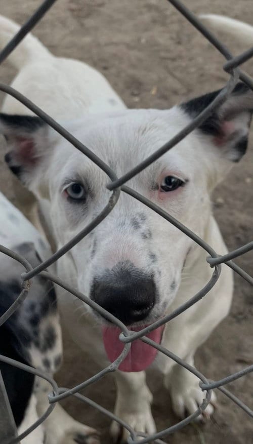 Photo of Blue-J, adoptable Unknown breed (short coat) in Paramus, New Jersey