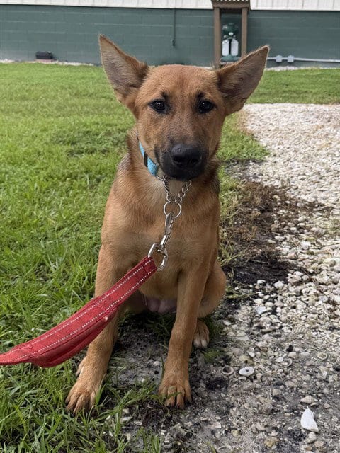Photo of A311429, adoptable German Shepherd Dog in Naples, Florida