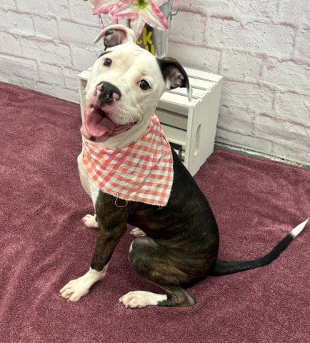 Photo of Basan, adoptable Pit Bull Terrier in Detroit, Michigan