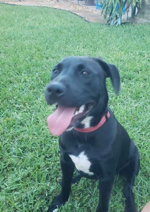 Photo of Holly, adoptable Terrier in Royal Palm Beach, Florida