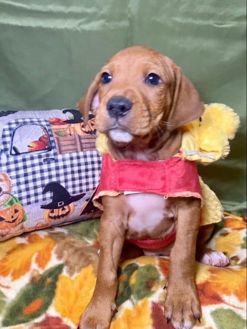Photo of Cider, adoptable Hound in Hillsboro, Missouri
