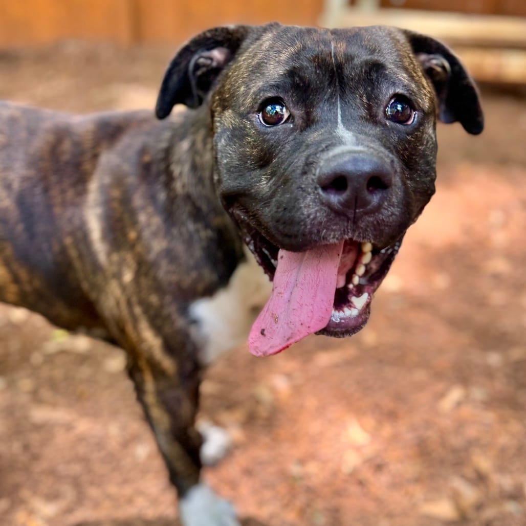 Photo of Hemi, adoptable Mixed Breed (Large) in Decatur, Georgia