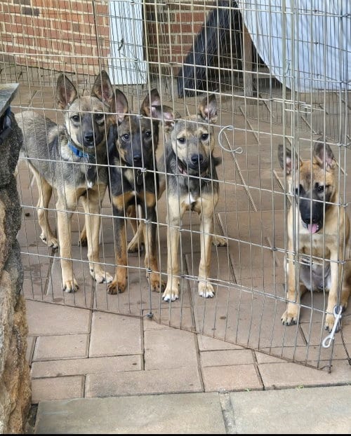 Photo of Thor 6582, adoptable German Shepherd Dog in Centreville, Virginia