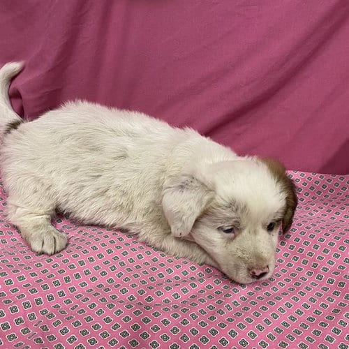Photo of A614024, adoptable Australian Shepherd in Modesto, California