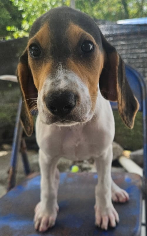 Photo of Marlin, adoptable Coonhound in Tracy City, Tennessee