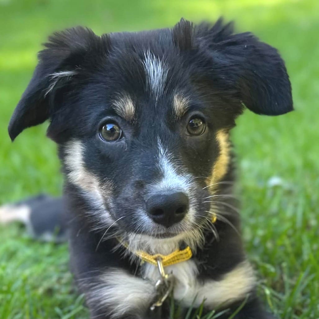 Photo of Pearl, adoptable Mixed Breed (Medium) / Shepherd, Australian in West Olive, Michigan