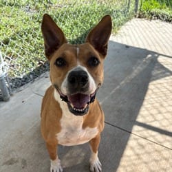 Photo of MJ, adoptable Mixed Breed (Medium) in Columbus, North Carolina