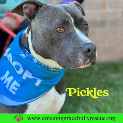 Photo of Pickles, adoptable American Bulldog in Milton, Florida