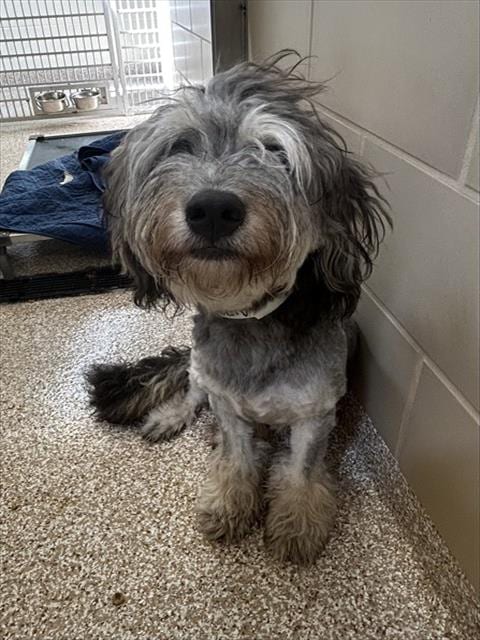 Photo of Mimir, adoptable Poodle (Miniature) in Pueblo, Colorado