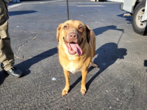 Photo of Josie, adoptable Labrador Retriever in Los Angeles, California