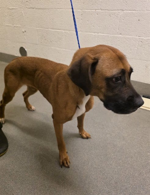 Photo of Sugar, adoptable Boxer in Miami, Florida