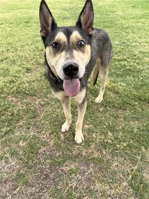 Photo of Max, adoptable German Shepherd Dog in Corpus Christi, Texas