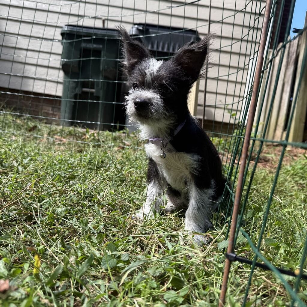 Photo of Doolittle, adoptable Terrier / Mixed Breed (Small) in Raleigh area, North Carolina