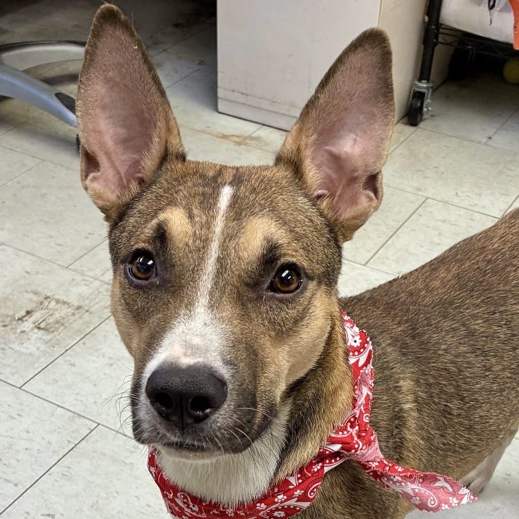 Photo of Roman, adoptable Mixed Breed (Medium) in San Francisco, California