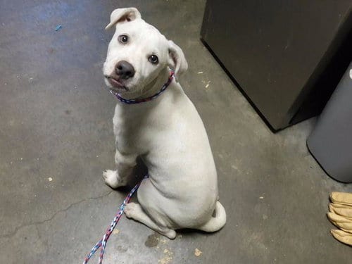 Photo of Cheese, adoptable Pit Bull Terrier in Tulsa, Oklahoma