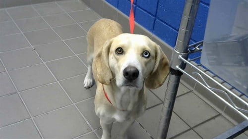 Photo of Ms Thang, adoptable Beagle in Albuquerque, New Mexico
