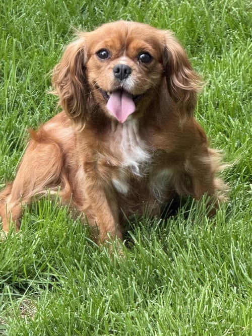 Photo of Maria, adoptable Cavalier King Charles Spaniel in Brandon, South Dakota