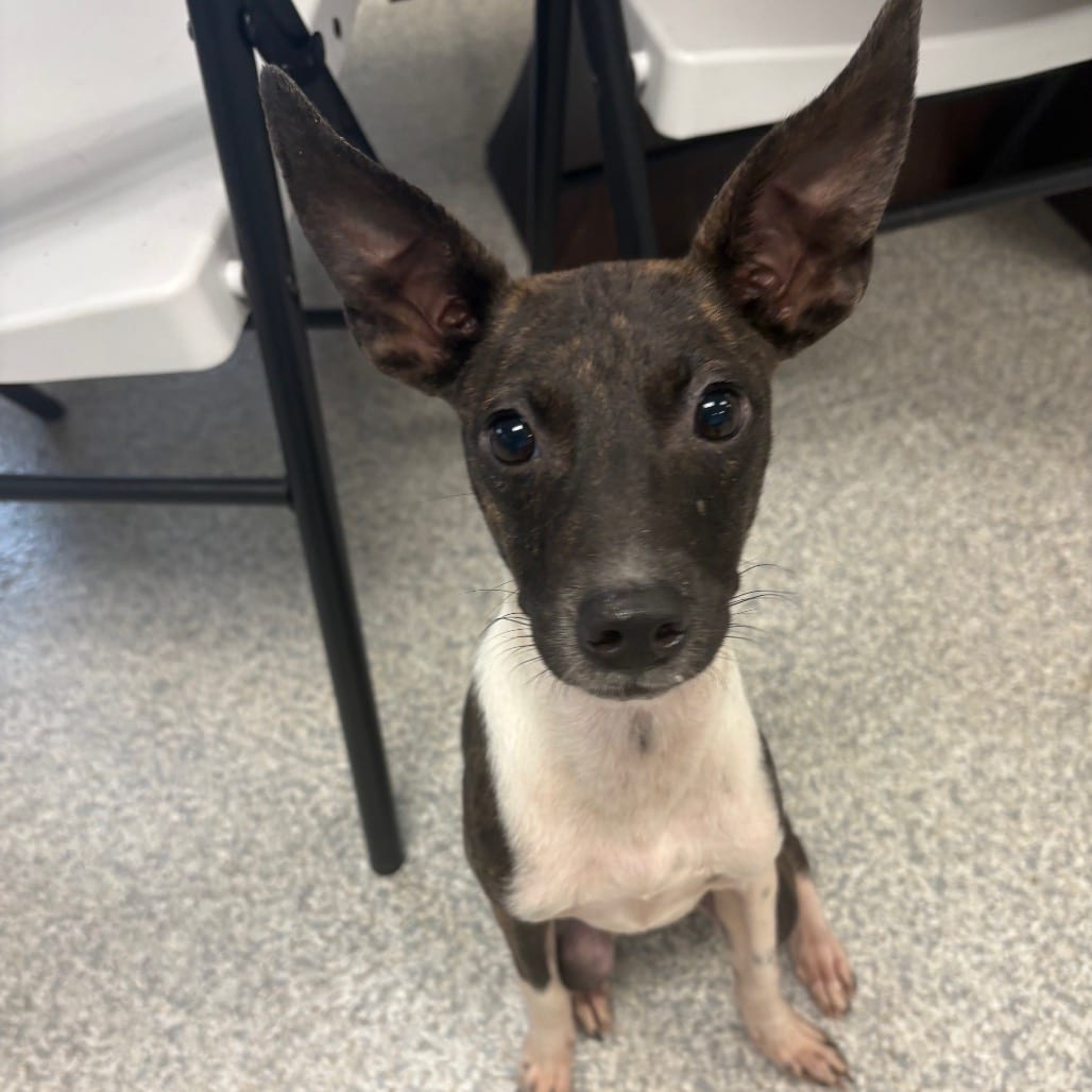Photo of Babette, adoptable Mixed Breed (Small) in East Hanover, New Jersey