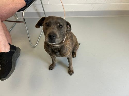 Photo of Storm, adoptable American Pit Bull Terrier in Ocala, Florida