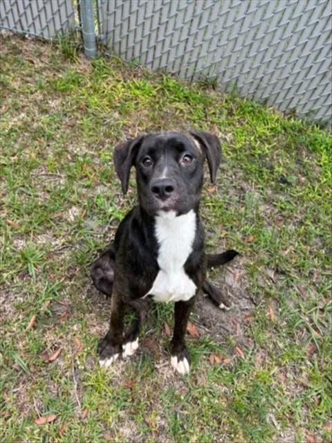 Photo of Coco, adoptable Pit Bull Terrier in Wilmington, North Carolina