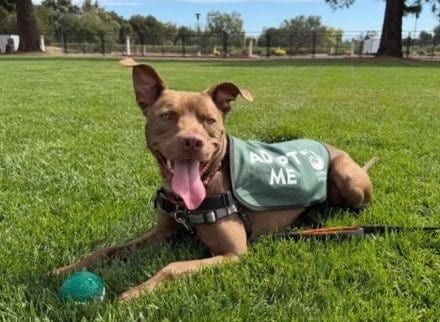 Photo of Scout, adoptable Pit Bull Terrier in Santa Rosa, California